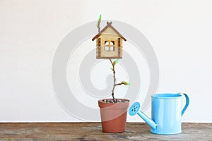Small tree house grown in a pot