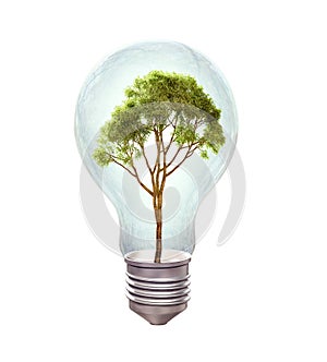 Small tree inside a bulb -