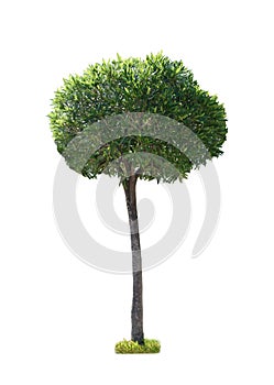small tree isolated on white background