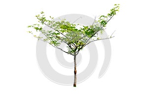 Small tree isolated on white background