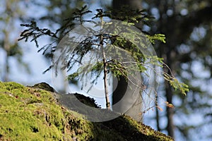 a small tree with its trunk partially submerged in the green moss