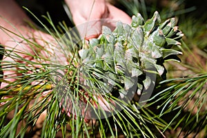 Small tree and Korean pine cone.