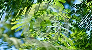 Small tree leaves with empty spaces, light contrast and blur areas