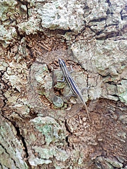 a small tree lizard with a beautiful pattern is waiting for prey