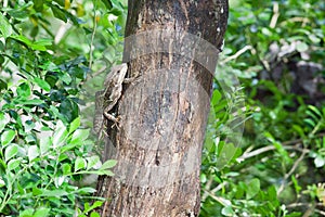 Small Tree Lizard