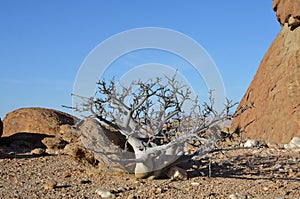 small Tree mirabib lonely scenic Granit Rock in the Desert Panorama