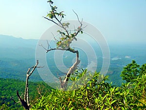 Small tree in the mountain