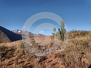 small tree and mountains