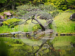 Small tree in Nara Park with lake