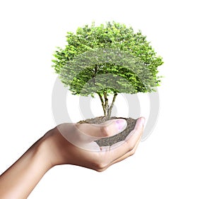 Small tree, plant in hand