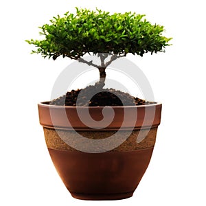 A small tree in a pot