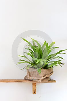 Small tree potted plant on wood shelf decorated interior room