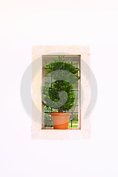 Small tree on a rectangular window on a white wall. Architectural detail, decorative plant.