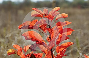 A small tree with red leaves, wild autumn landscape, dry grass and plants