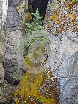 a small tree in the rocks