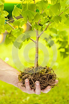 Small Tree with roots on green background