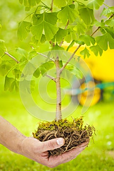 Small Tree with roots on green background