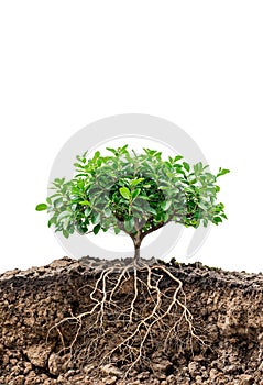 A small tree with roots growing out of the soil isolated on white background. Space for text.