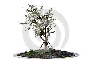 A small tree is in a round planter. The tree is bare and has no leaves