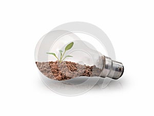 Small tree seedlings in light bulbs on a white background