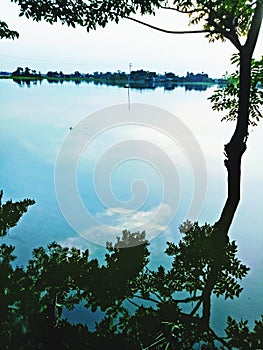 Small tree shadow in water
