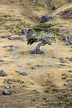 Small tree on the side of a hill