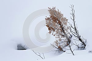 Small tree through the snow
