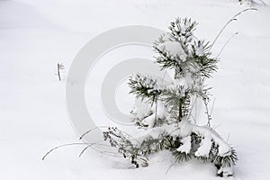 Small tree in the snow on a cold day