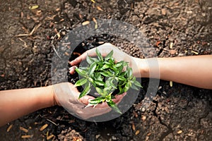 Small tree and soil was encircle with human hand