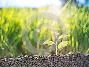 small tree sprout growing from the soil