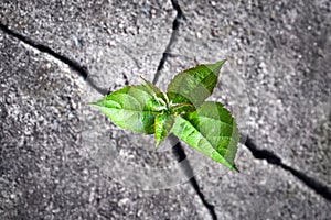 Small tree sprouted from the rock, new life, hope, resilience, green plant growing in stone