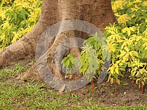 Small tree standing under a big tree