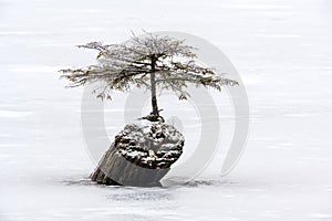 Small tree stands on a wooden outcrop in the snow in winter in Fairy Lake, Vancouver Island, Canada