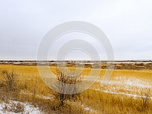 A small tree in the steppe on the river bank