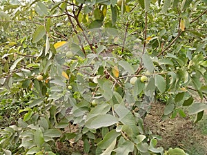 GuavaPsidium guajavaÃÂ L. photo
