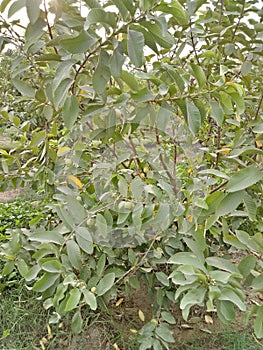 GuavaPsidium guajavaÃÂ L. photo