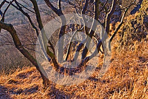 Small tree under Sitno mountain