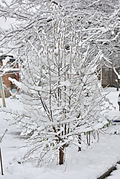A small tree under snow in April