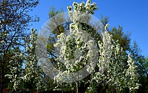 A small tree with an upright habit. The leaves are initially light green, then pure green. Pink buds from April pure white flowers