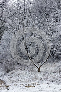 A small tree in winter on the Shumen Plateau