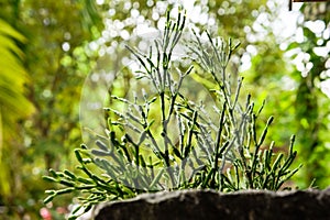 Small tree in woodshelf interior decorate