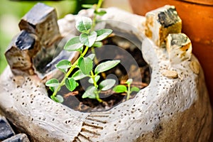 Small tree in woodshelf interior decorate