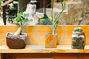 Small tree in woodshelf interior decorate