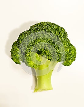 A small trees in a fresh and green broccoli