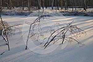 Small trees frozen in snowy bog lake lit by the cold winter sun photo