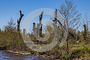 Small trees with green foliage and huge 1500-2000 year old fossil oak trunks by the Oude Maas river in the background