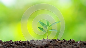 Small trees with green leaves, natural growth, and sunlight