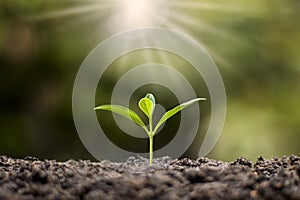 Small trees with green leaves, natural growth, and sunlight, the concept of agriculture.