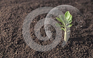 Small trees are growing on the ground incomplete with biochemical structure