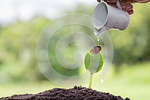 Small trees are growing, hands to care for and watering. Concept of environmental conservation and global warming reduction